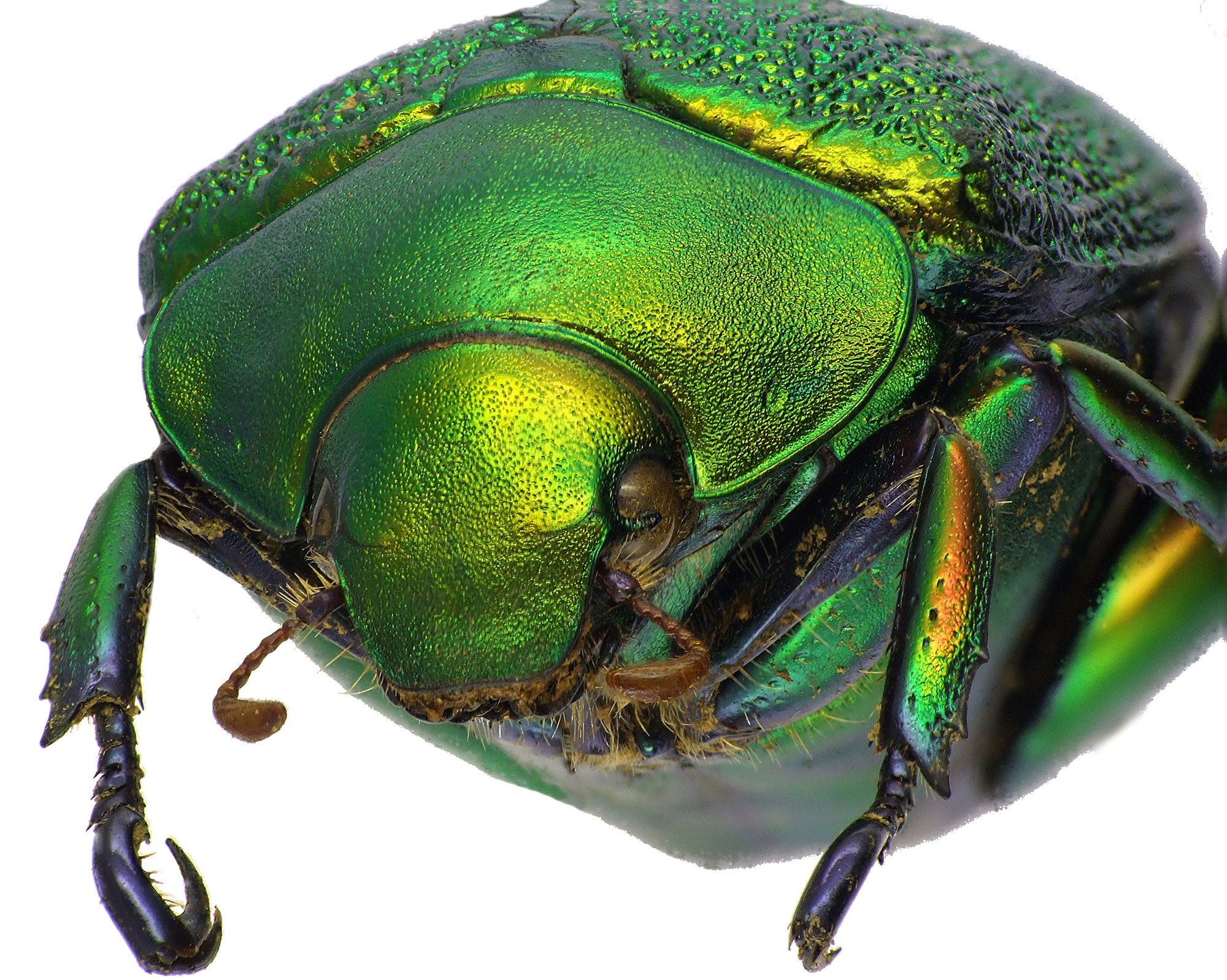 Chrysophora chrysochlora 82885cz00.jpg