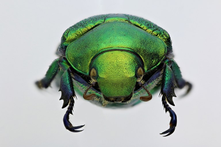 Chrysophora chrysochlora 9724zs45.jpg Chrysophora chrysochlora 9724zs45.jpg