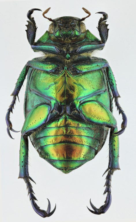 Chrysophora chrysochlora 9766zs86.jpg Chrysophora chrysochlora 9766zs86.jpg