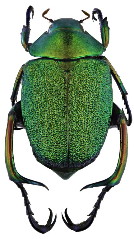 Chrysophora chrysochlora 9787zs98.jpg Chrysophora chrysochlora 9787zs98.jpg