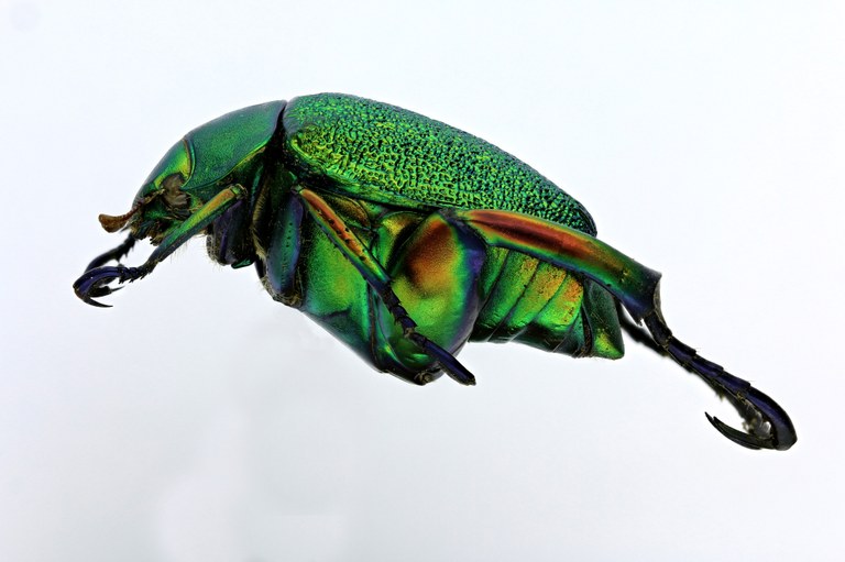 Chrysophora chrysochlora 9799zs15.jpg Chrysophora chrysochlora 9799zs15.jpg