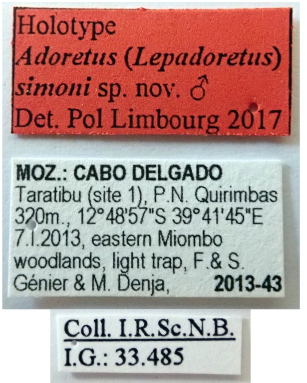 Adoretus (Lepadoretus) simoni Ht labels Adoretus (Lepadoretus) simoni Ht labels