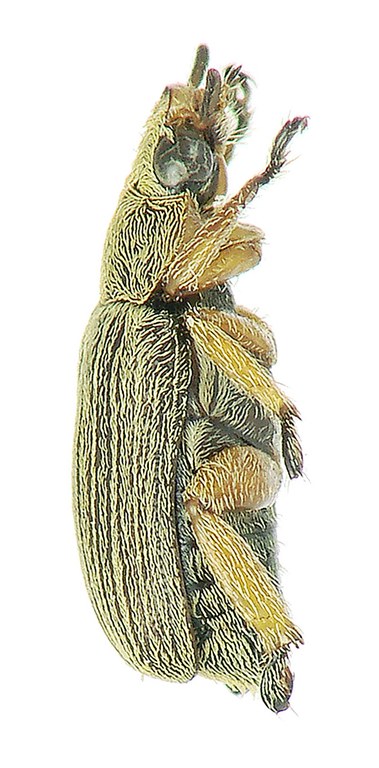 Adoretus (Lepadoretus) simoni Ht L Adoretus (Lepadoretus) simoni Ht L