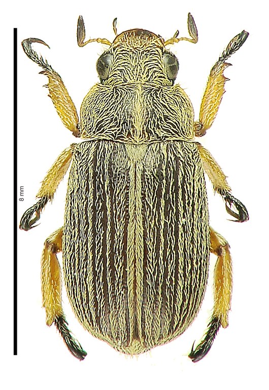 Adoretus (Lepadoretus) simoni Ht D Adoretus (Lepadoretus) simoni Ht D