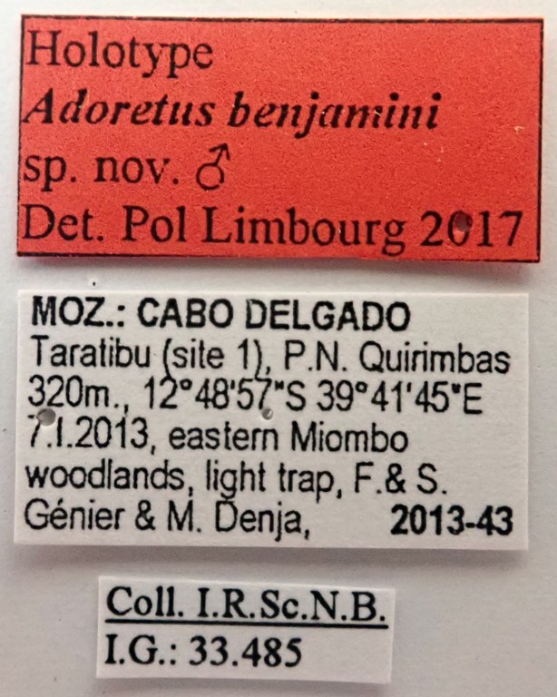 Adoretus benjamini Ht labels Adoretus benjamini Ht labels