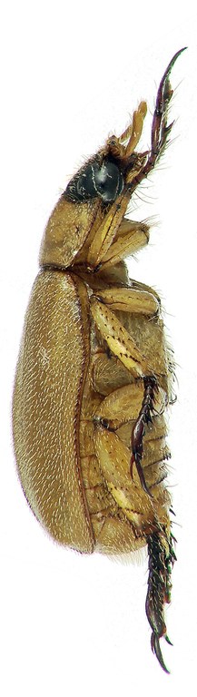 Adoretus benjamini Ht L Adoretus benjamini Ht L