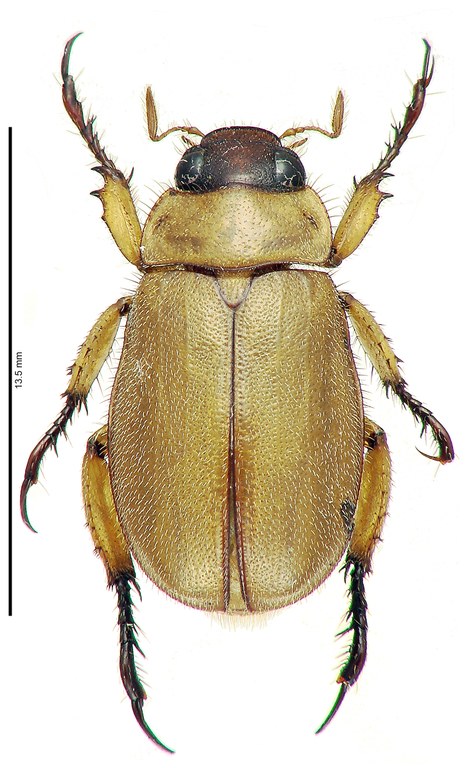Adoretus benjamini Ht D Adoretus benjamini Ht D