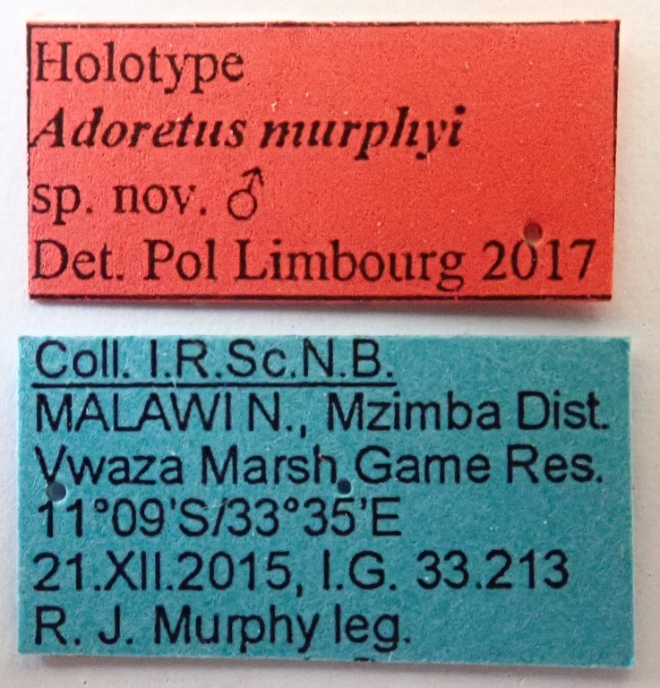 Adoretus murphyi Ht labels Adoretus murphyi Ht labels