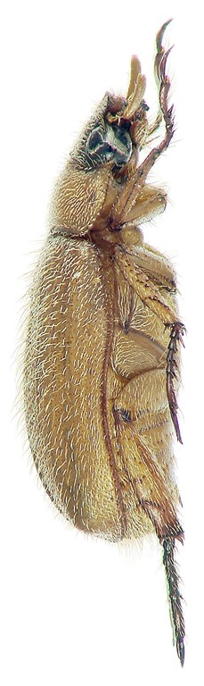 Adoretus murphyi Ht L Adoretus murphyi Ht L
