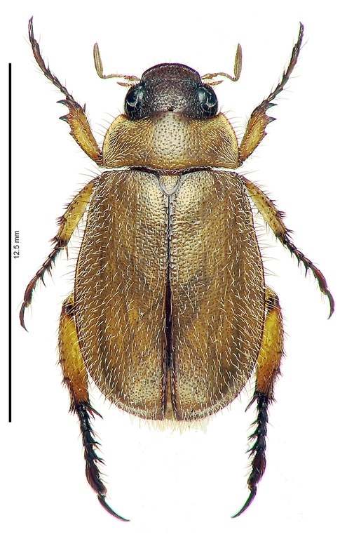Adoretus murphyi Ht D Adoretus murphyi Ht D