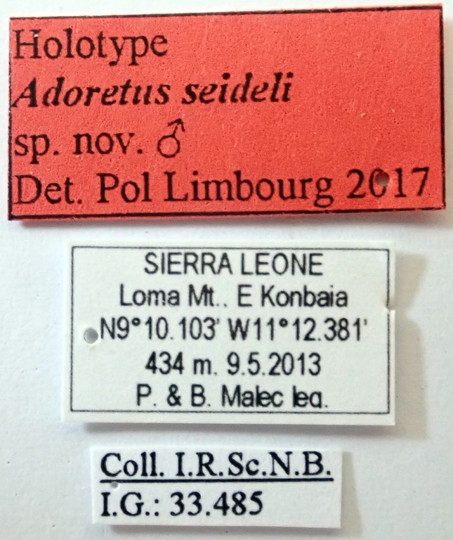 Adoretus seideli Ht labels Adoretus seideli Ht labels