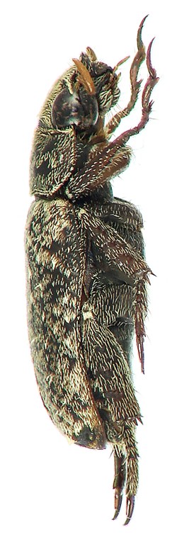 Adoretus seideli Ht L Adoretus seideli Ht L