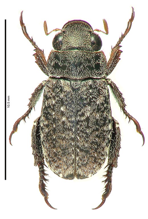 Adoretus seideli Ht D Adoretus seideli Ht D