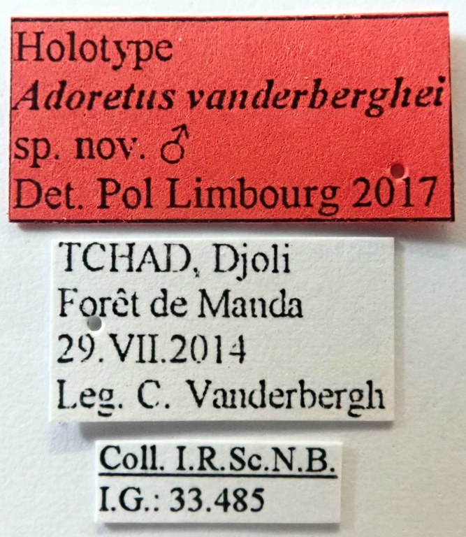 Adoretus vanderberghei Ht labels Adoretus vanderberghei Ht labels