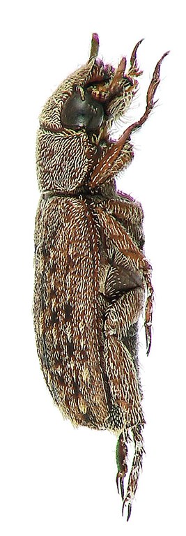 Adoretus vanderberghei Ht L Adoretus vanderberghei Ht L