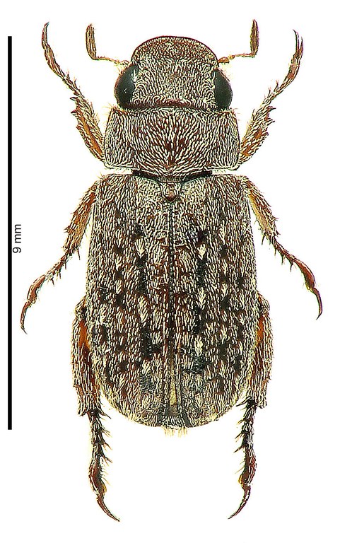 Adoretus vanderberghei Ht D Adoretus vanderberghei Ht D