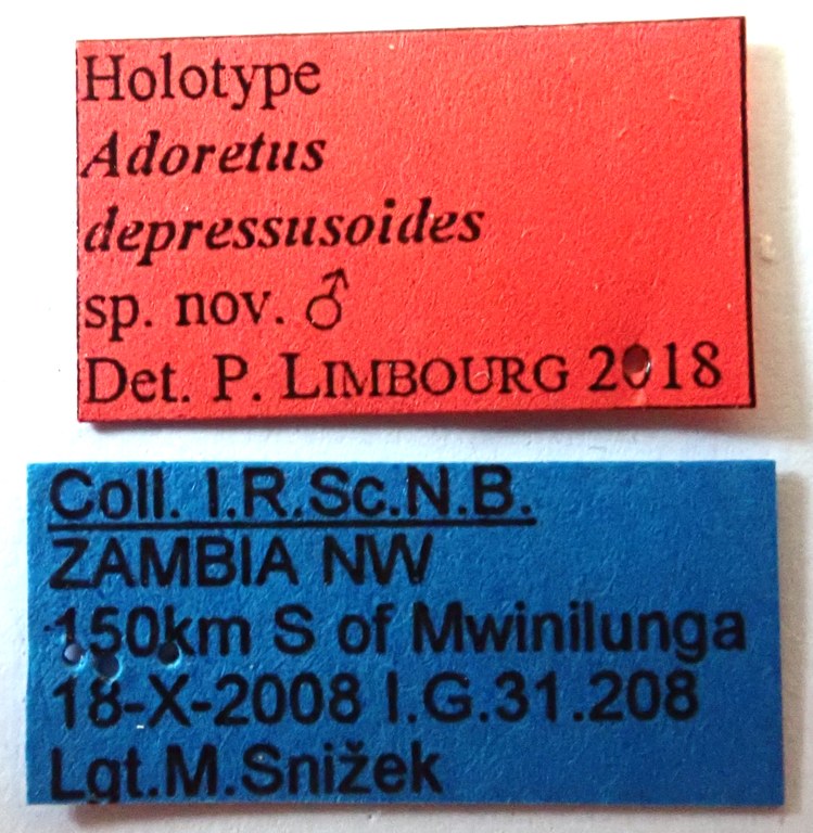 Adoretus depressusoides Ht labels Adoretus depressusoides Ht labels