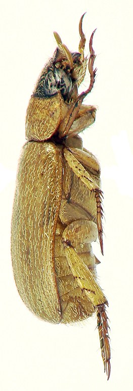 Adoretus depressusoides Ht L Adoretus depressusoides Ht L