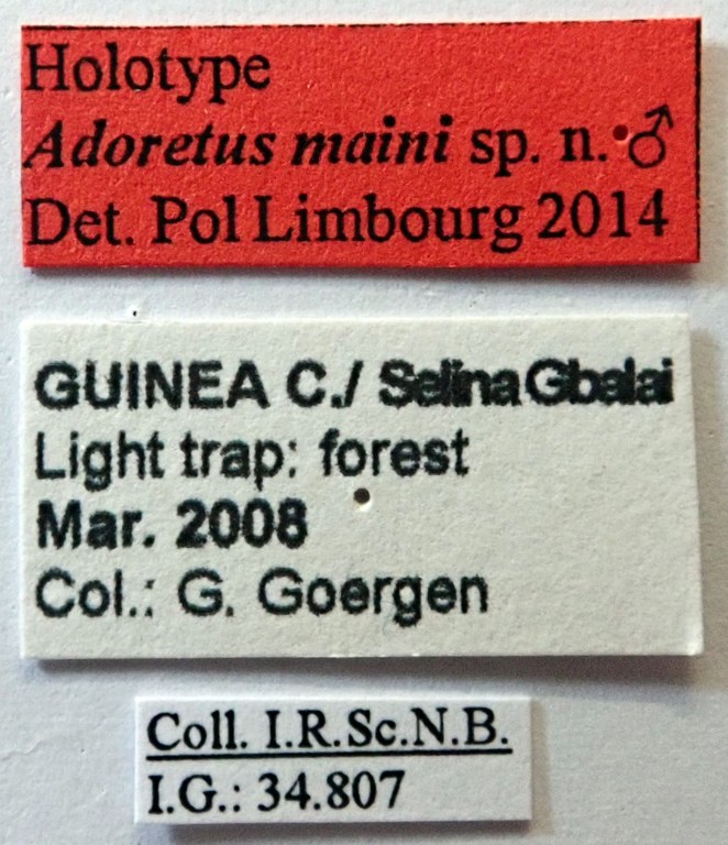 Adoretus maini Ht labels Adoretus maini Ht labels