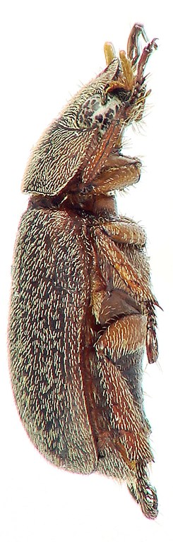 Adoretus maini Ht L Adoretus maini Ht L