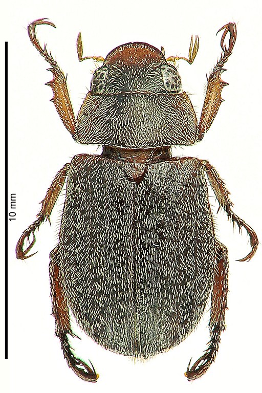 Adoretus maini Ht D Adoretus maini Ht D