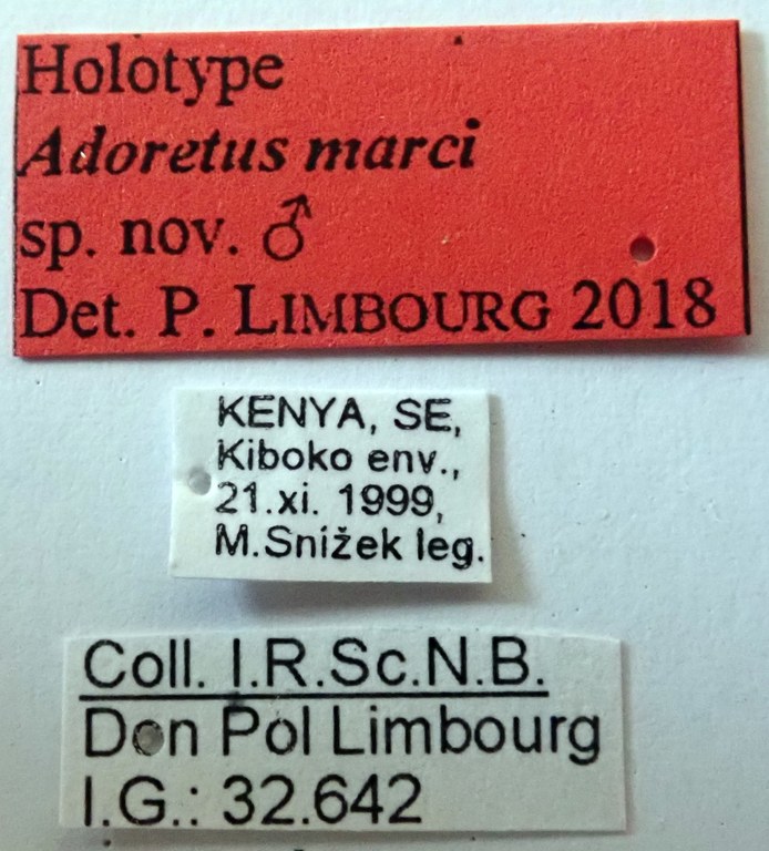 Adoretus marci Ht labels Adoretus marci Ht labels