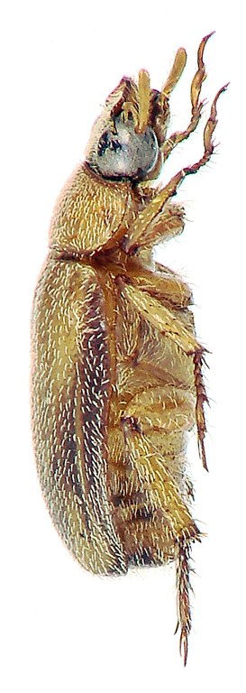 Adoretus marci Ht L Adoretus marci Ht L