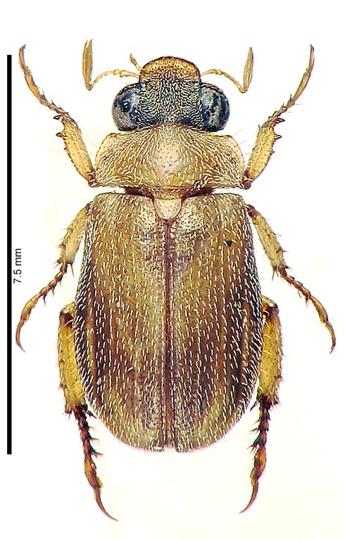 Adoretus marci Ht D Adoretus marci Ht D