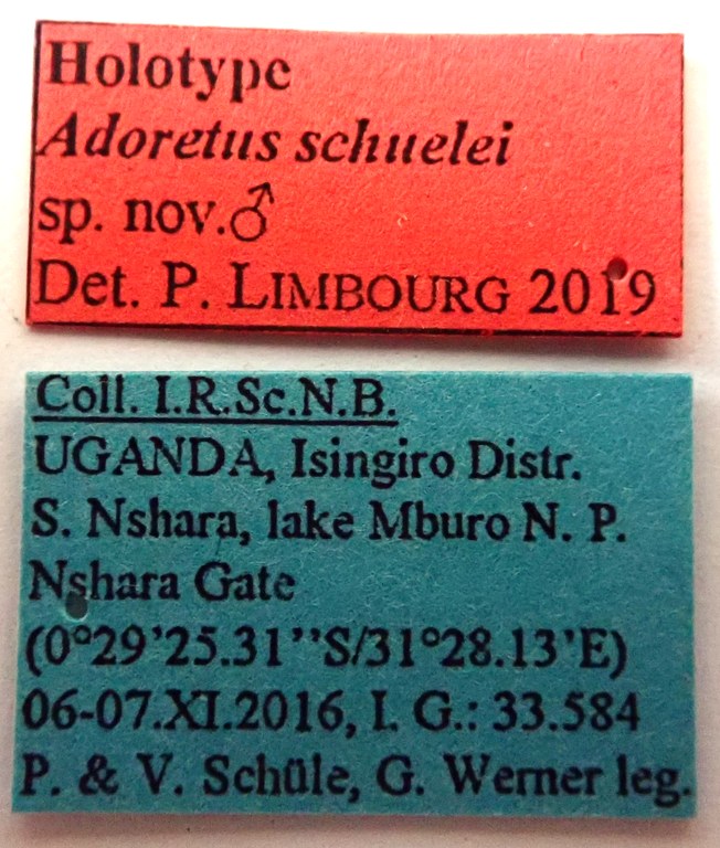 Adoretus schuelei Ht labels Adoretus schuelei Ht labels