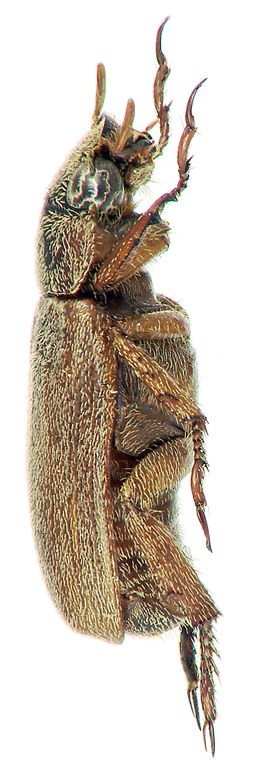 Adoretus schuelei Ht L Adoretus schuelei Ht L