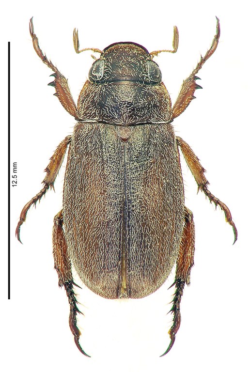 Adoretus schuelei Ht D Adoretus schuelei Ht D
