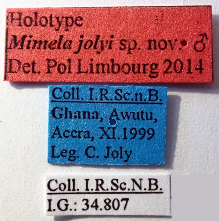 Mimela jolyi Ht labels Mimela jolyi Ht labels