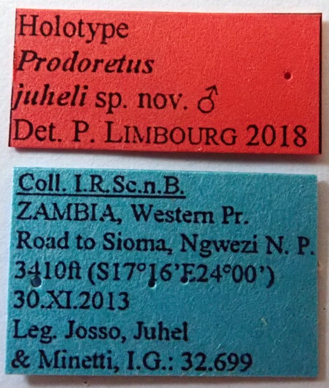 Prodoretus juheli Ht labels Prodoretus juheli Ht labels
