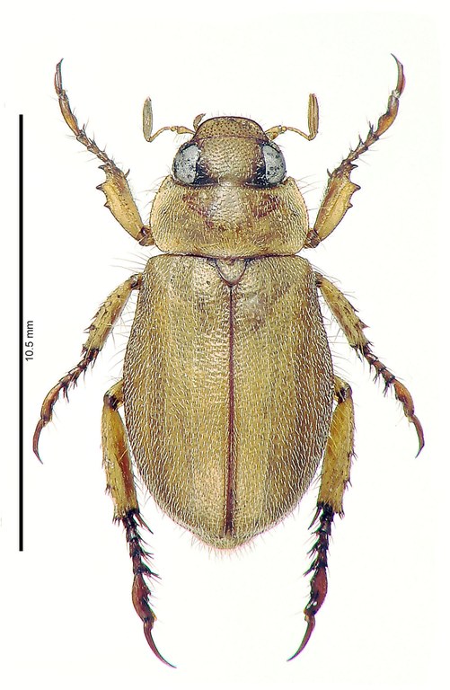 Prodoretus juheli Ht D Prodoretus juheli Ht D