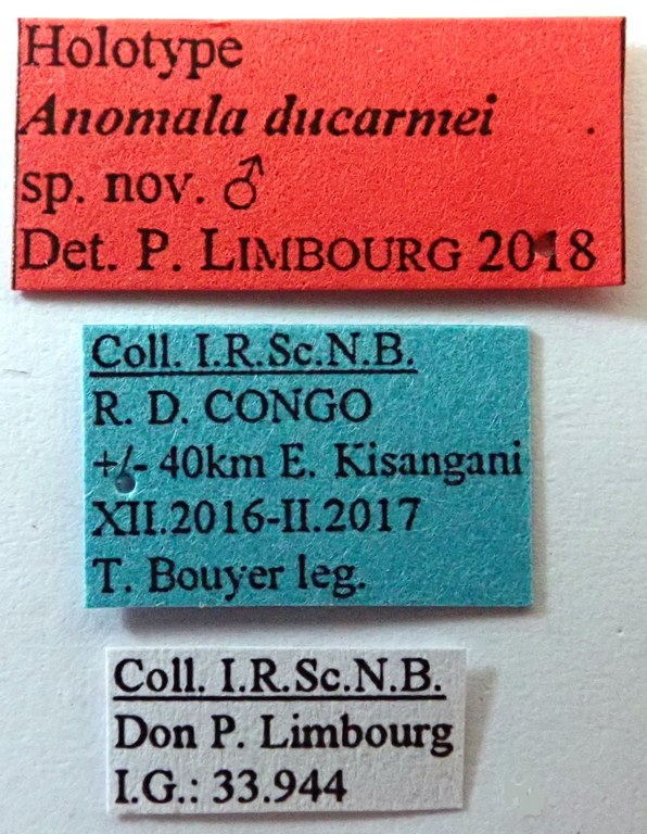 Anomala ducarmei Ht labels Anomala ducarmei Ht labels
