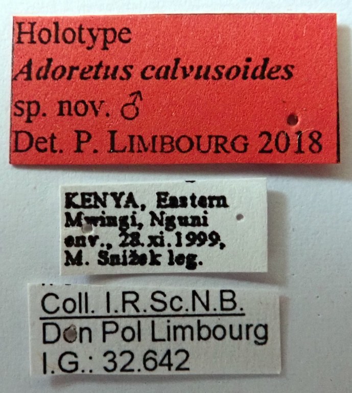 Adoretus calvusoides Ht labels Adoretus calvusoides Ht labels