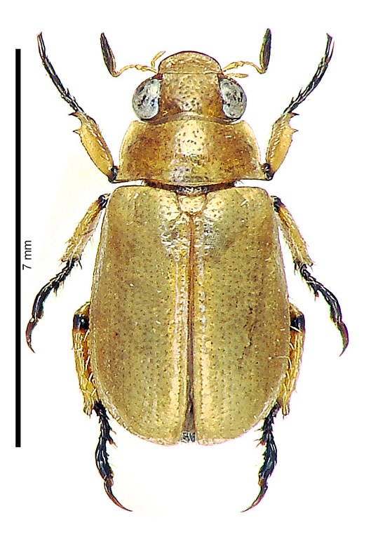 Adoretus calvusoides Ht D Adoretus calvusoides Ht D