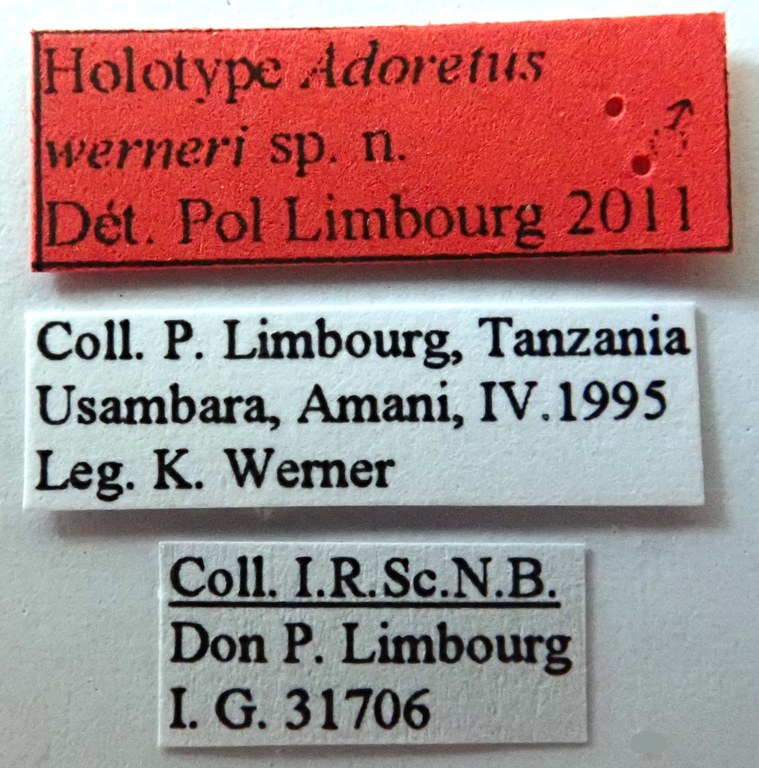 Adoretus werneri Ht labels Adoretus werneri Ht labels