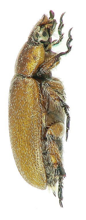 Adoretus werneri Ht L Adoretus werneri Ht L