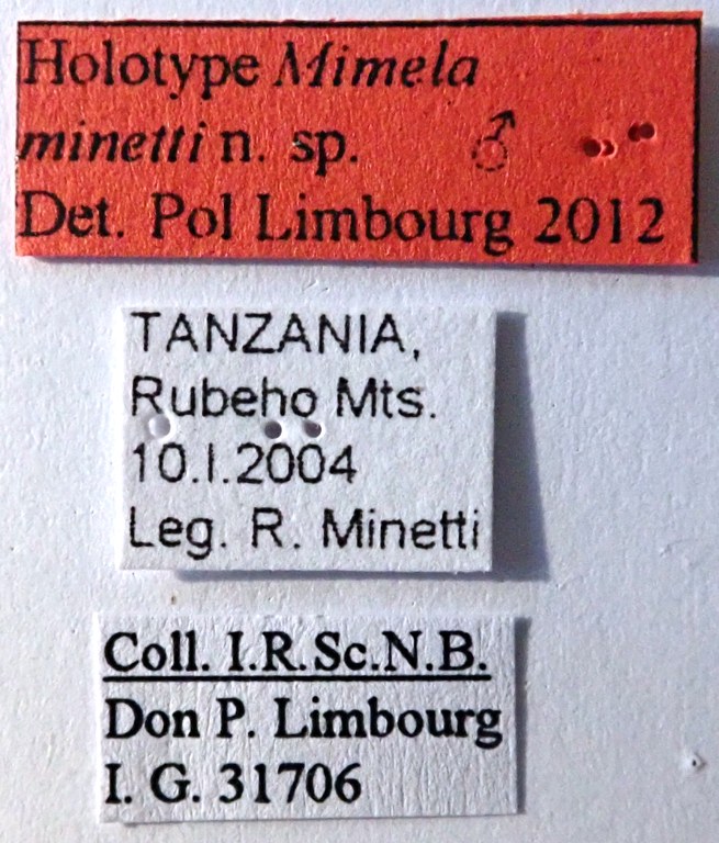 Mimela minetti Ht labels Mimela minetti Ht labels