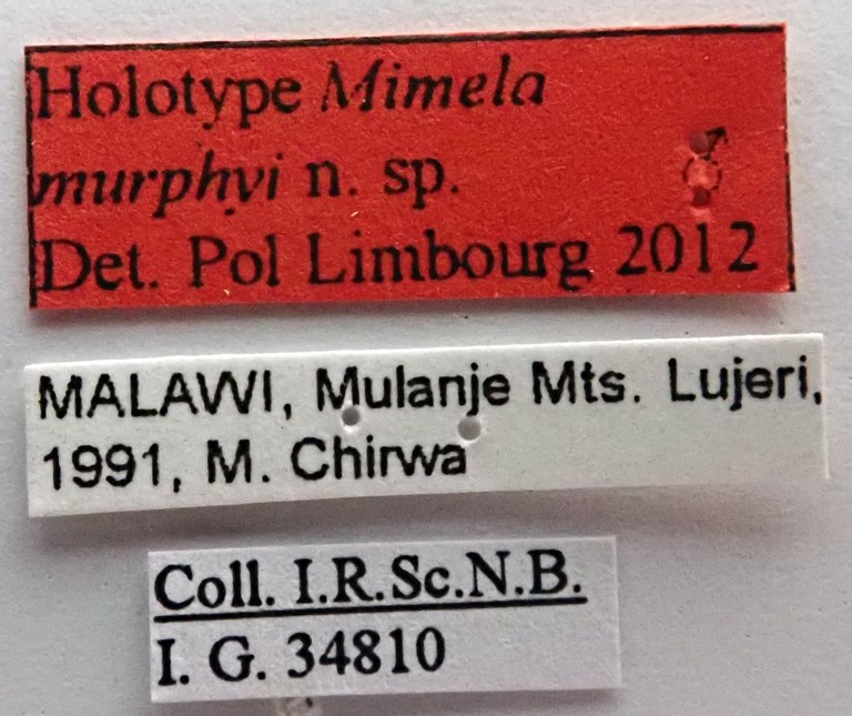 Mimela murphyi Ht labels Mimela murphyi Ht labels