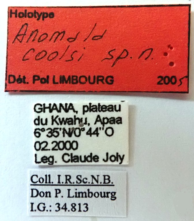 Anomala coolsi Ht labels Anomala coolsi Ht labels