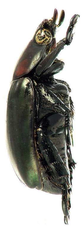 Anomala coolsi Ht L Anomala coolsi Ht L