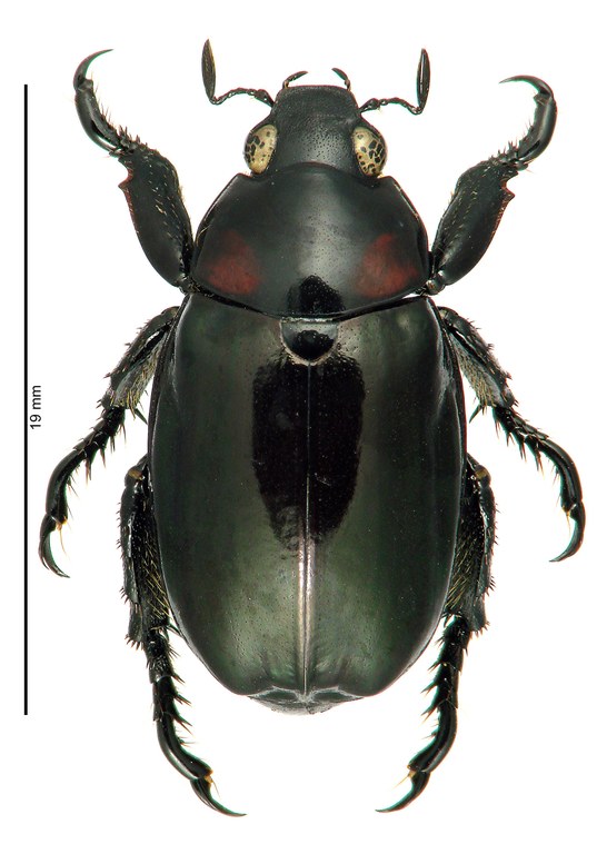 Anomala coolsi Ht D Anomala coolsi Ht D