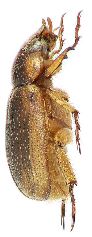 Adoretus (Adoretus) bacrii Ht L Adoretus (Adoretus) bacrii Ht L