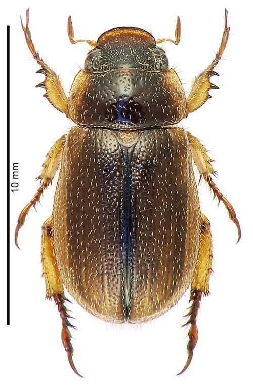 Adoretus (Adoretus) bacrii Ht D Adoretus (Adoretus) bacrii Ht D