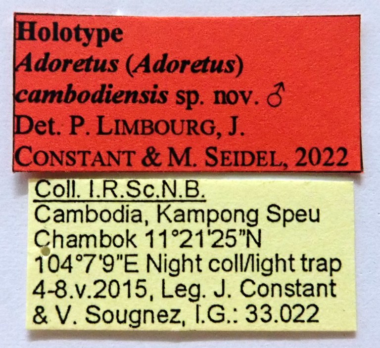 Adoretus (Adoretus) cambodiensis Ht labels Adoretus (Adoretus) cambodiensis Ht labels