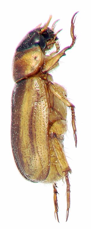 Adoretus (Adoretus) cambodiensis Ht L Adoretus (Adoretus) cambodiensis Ht L