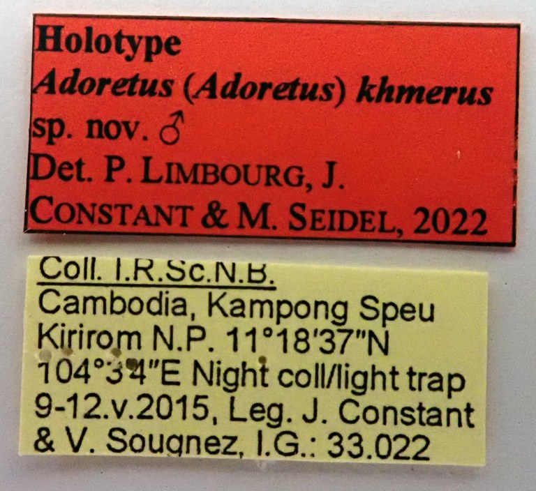 Adoretus (Adoretus) khmerus Ht labels Adoretus (Adoretus) khmerus Ht labels