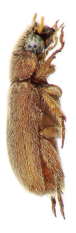 Adoretus (Adoretus) khmerus Ht L Adoretus (Adoretus) khmerus Ht L